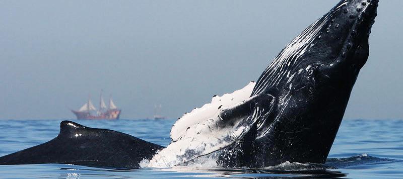 Whale Season Begins in Puerto Vallarta